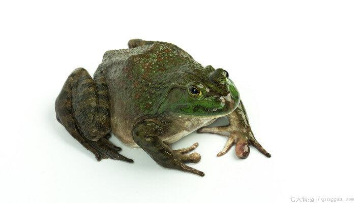 养殖牛蛙有寄生虫吗?
