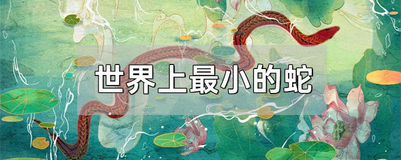 世界上最小的蛇