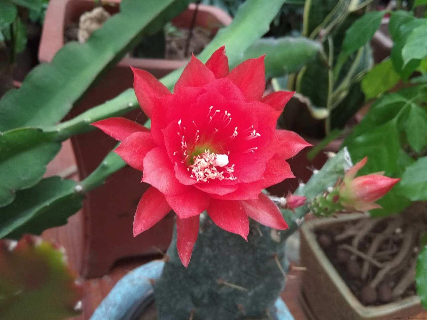 令箭荷花用什么嫁接最好，怎么嫁接