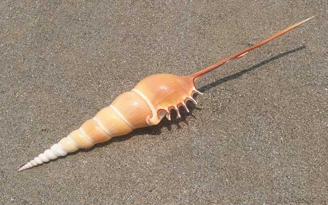 长鼻螺是什么螺