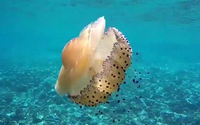 海蜇是水母吗