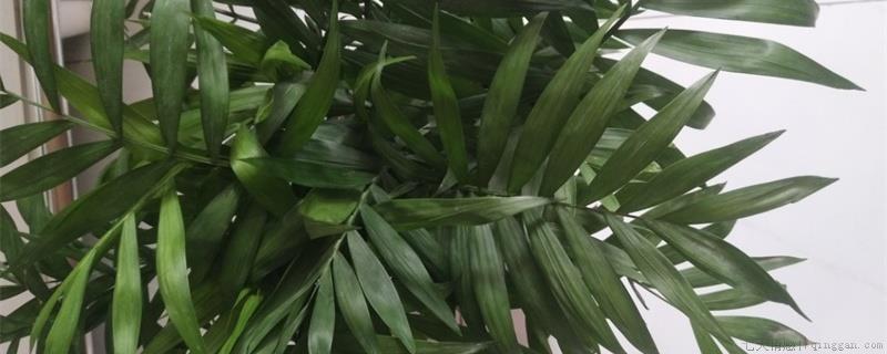 富贵椰子怎么分株繁殖