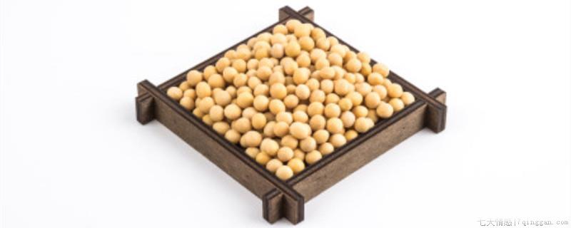 种黄豆的最佳时间在什么时候