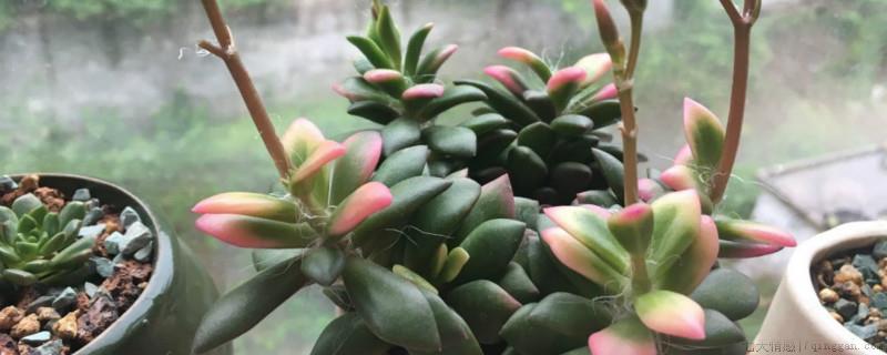 吹雪之松绵不红了怎么办