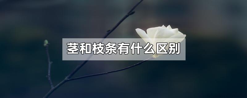 茎和枝条有什么区别