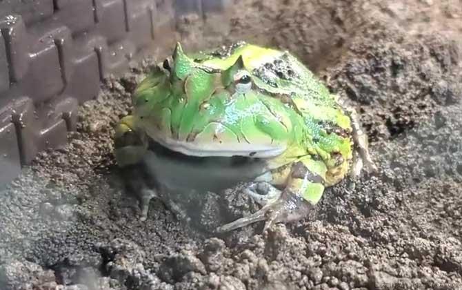 霸王角蛙寿命有多长