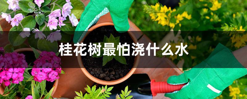 桂花树最怕浇什么水