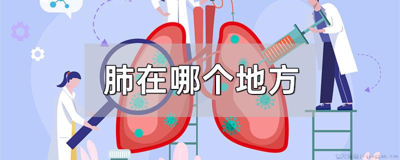 肺在哪个地方