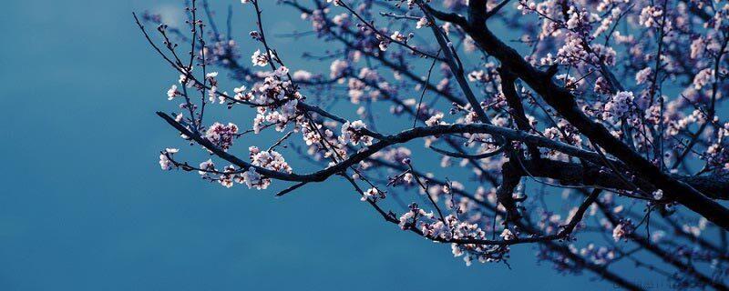 梅花在什么季节开花