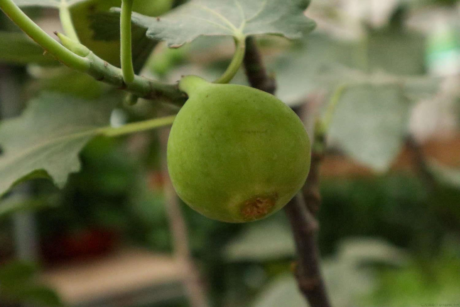 无花果树的栽培与管理，什么时候栽种最好