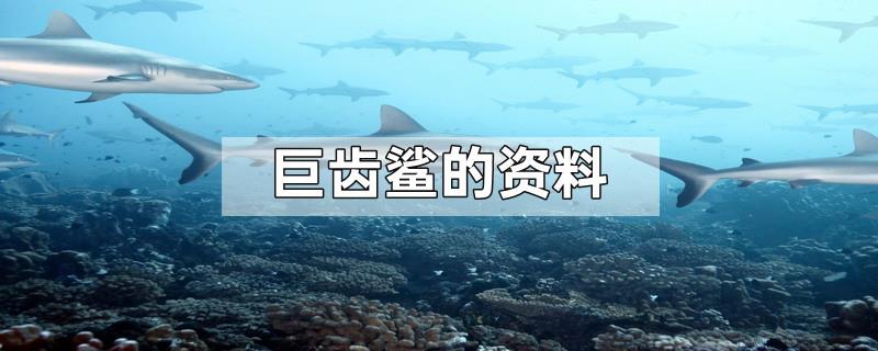巨齿鲨的资料