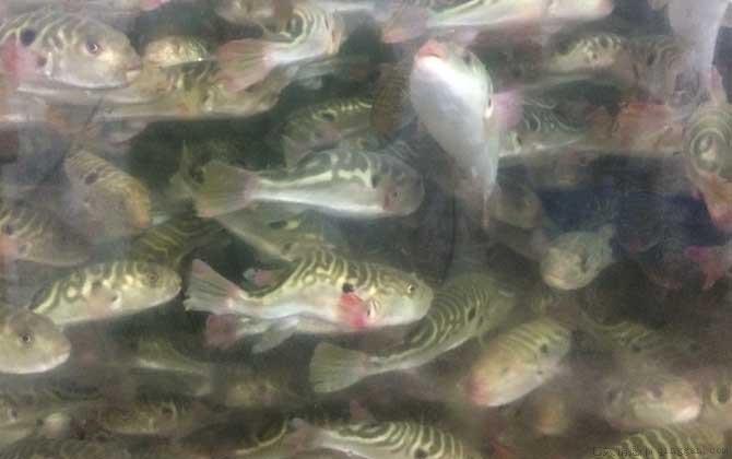 河豚价格多少钱一斤