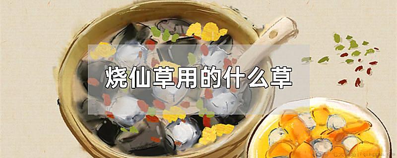 烧仙草用的什么草