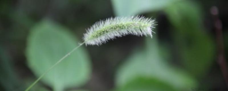 狗尾巴草是什么植物