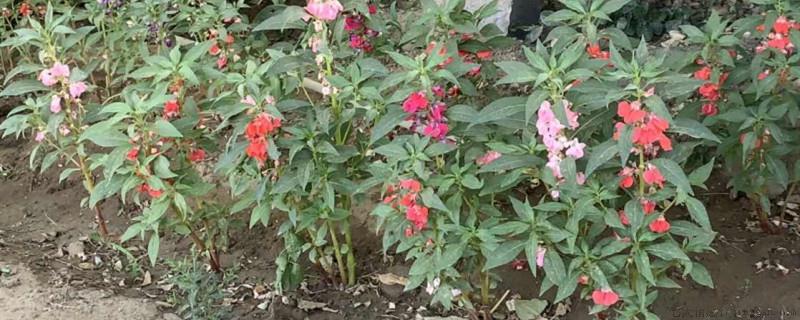 凤仙花只能养一年吗
