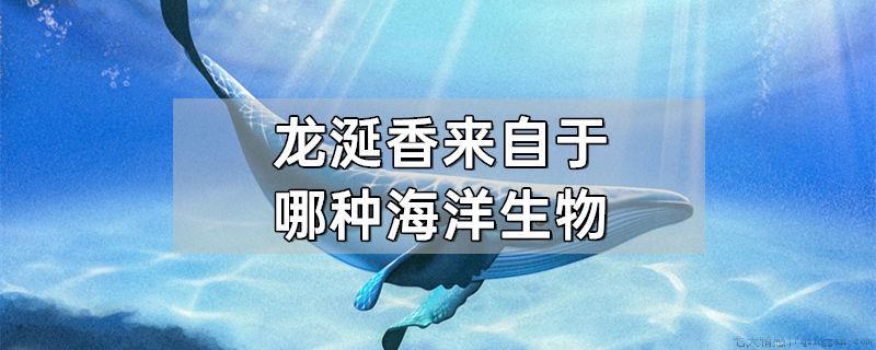 龙涎香来自于哪种海洋生物