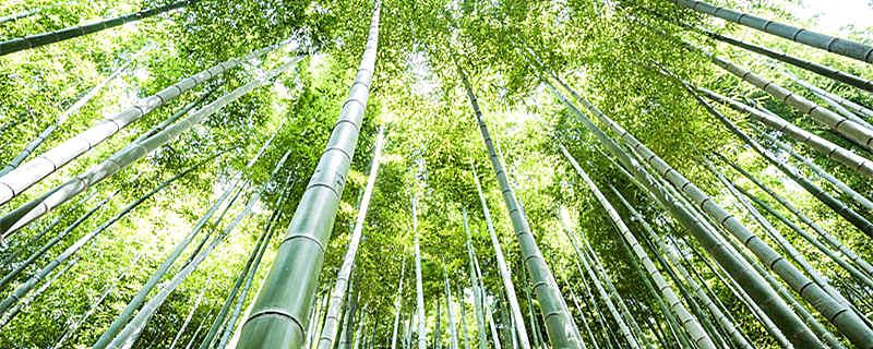 世界上什么植物长得最快