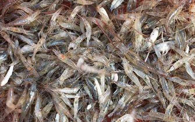 虾怎么处理干净