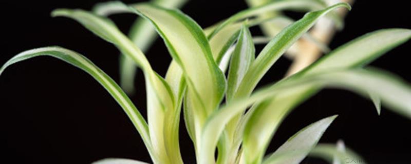 适合北方阴面养的植物