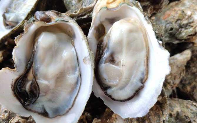 海蛎子是什么动物