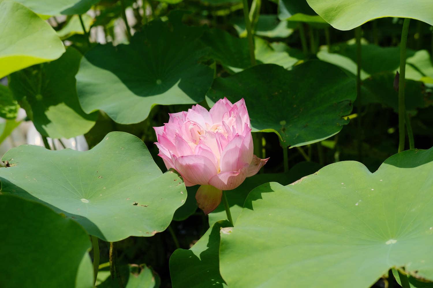 莲花有几个花瓣