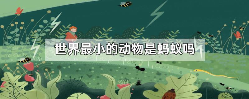 世界最小的动物是蚂蚁吗