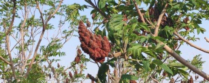 火炬树果实可以吃吗