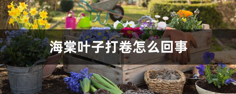 海棠叶子打卷怎么回事