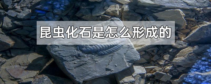 昆虫化石是怎么形成的