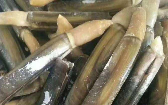 蛏子价格多少钱一斤