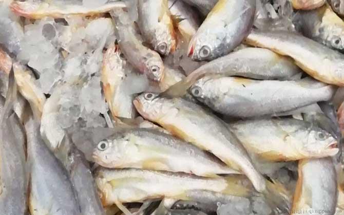 小黄鱼价格多少钱一斤