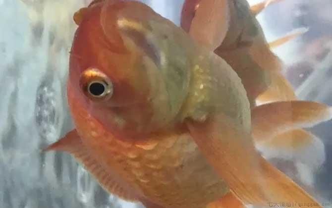 鱼炸鳞了怎样快速治疗