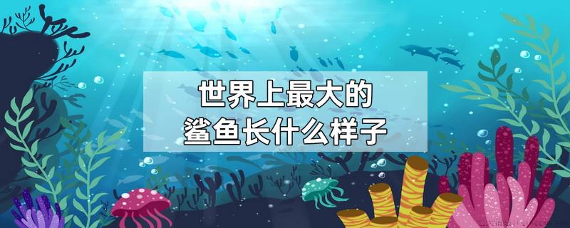 世界上最大的鲨鱼长什么样子