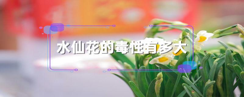 水仙花的毒性有多大