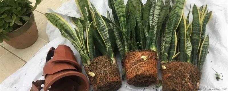 虎皮兰叶子全剪掉能活吗