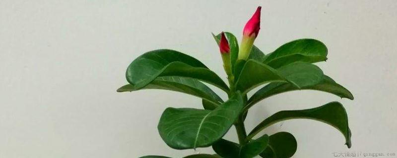 沙漠玫瑰开花时可以浇水和施肥吗