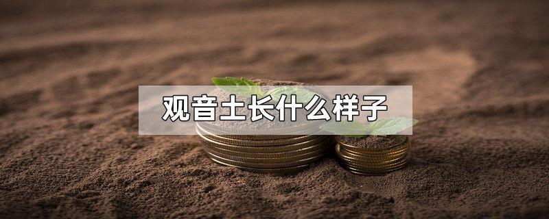 观音土长什么样子