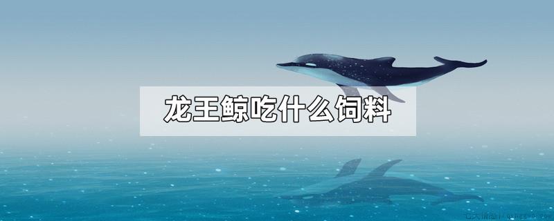 龙王鲸吃什么饲料