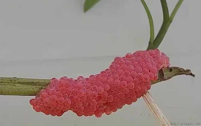 福寿螺卵是什么样子的