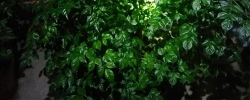 幸福树有没有开花的
