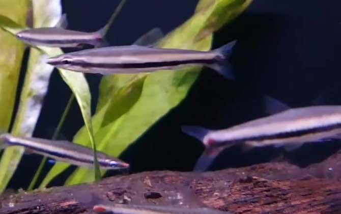 鱼缸水浑浊原因和解决方案