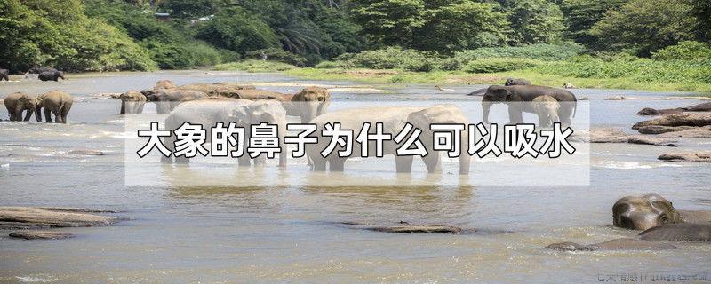 大象的鼻子为什么可以吸水