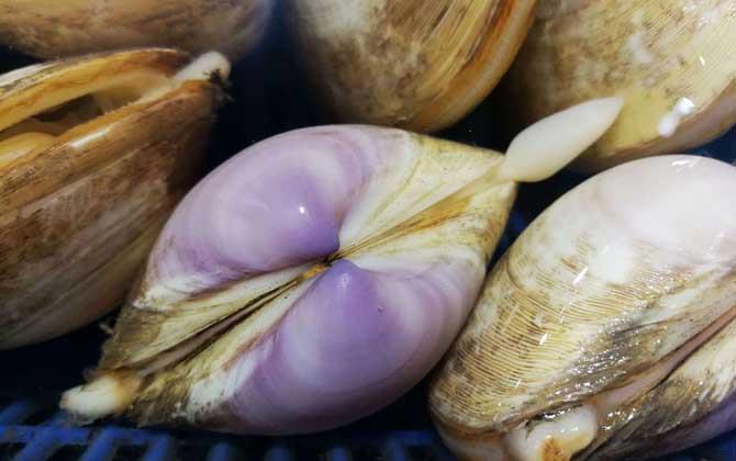 西施舌是什么动物