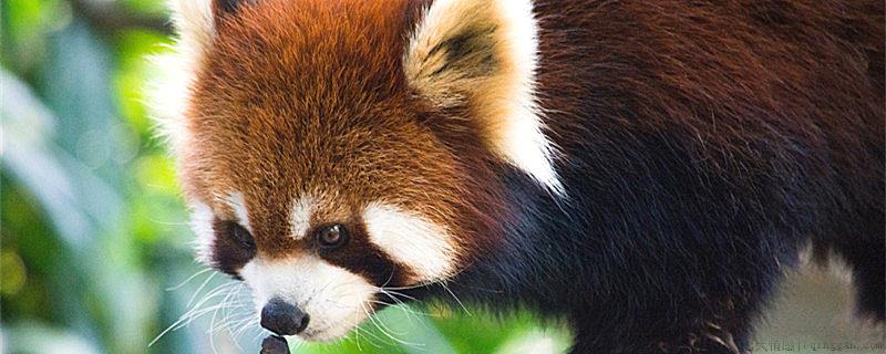 小熊猫是什么科动物