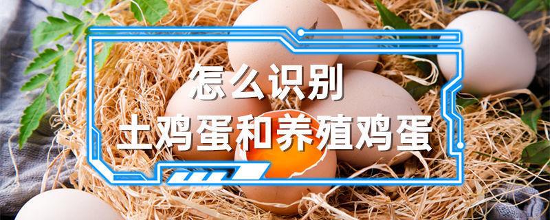 怎么识别土鸡蛋和养殖鸡蛋