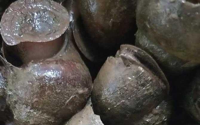 田螺吃什么食物