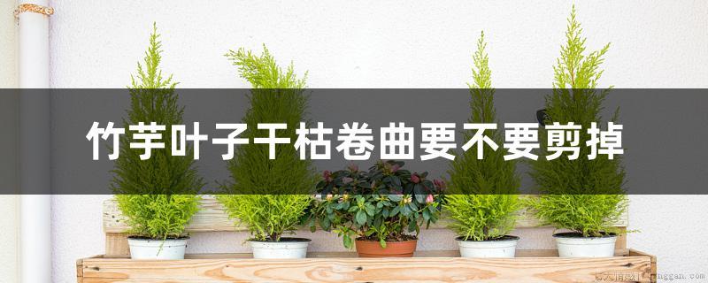 竹芋叶子干枯卷曲要不要剪掉