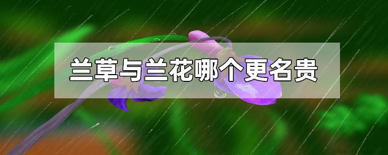 兰草与兰花哪个更名贵
