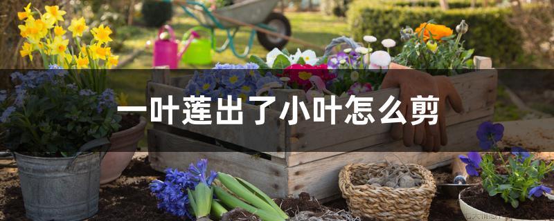 一叶莲出了小叶怎么剪