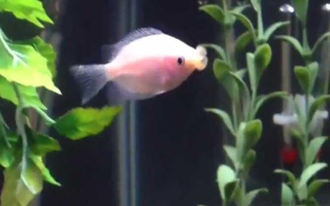 接吻鱼为什么一动不动